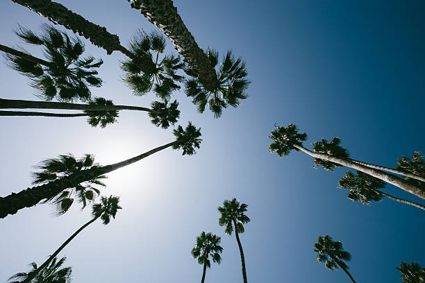 palmy w kalifornii - tropical tree clear sky southern california san diego california zdjęcia i obrazy z banku zdjęć