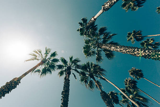 istock Palm Trees in California 475256900