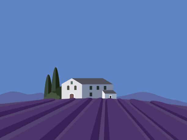 Provence landscape with lavender field, flat design, vector Provence landscape with lavender field, flat design, vector illustration background image created 21st century multi colored arrangement outdoors stock illustrations