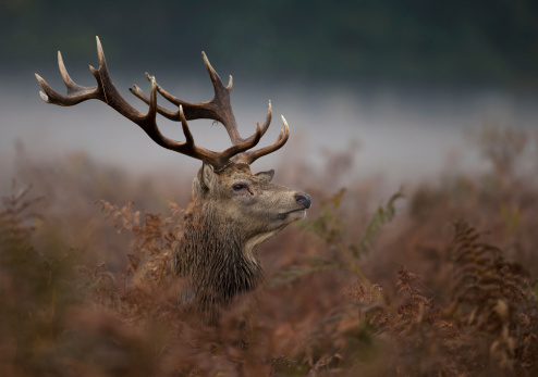 Close-up of a red deer stag during rutting saeson in autumn, uk