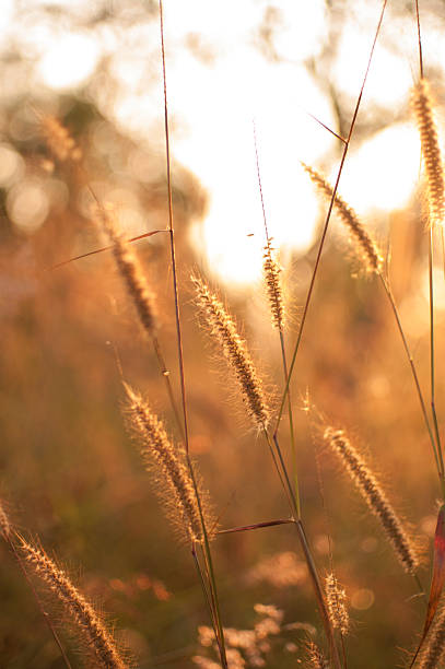 istock Poaceae, grass flower in sun light 475258789