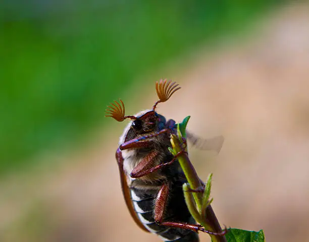 Cockchafer - a serious pest of gardens.