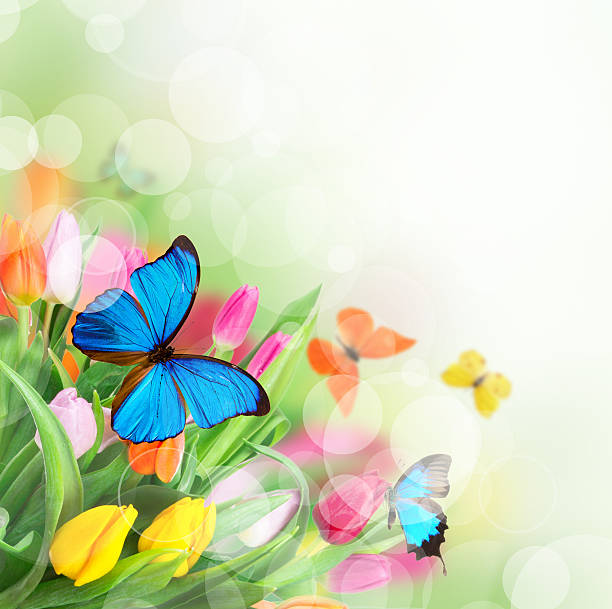 istock Beautiful bouquet of tulips. 475258977