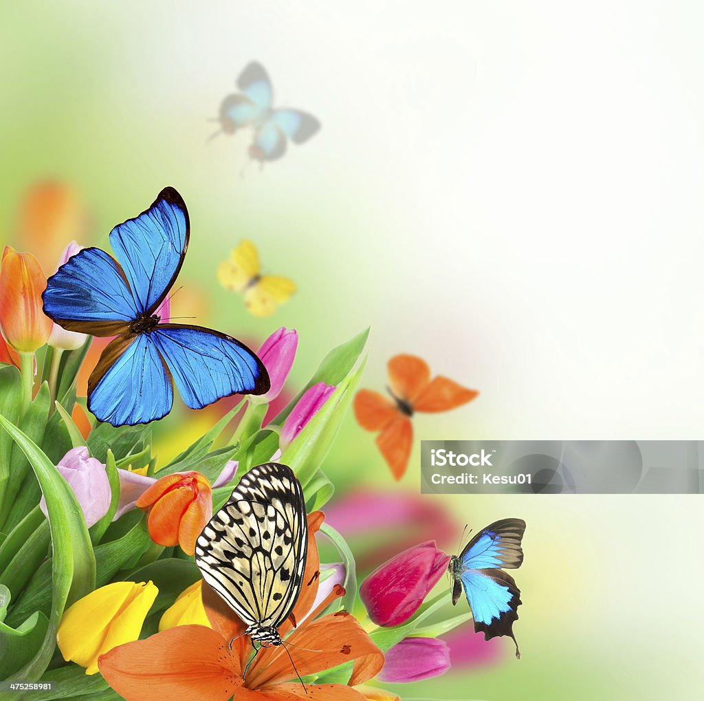 Beautiful bouquet of tulips. Beautiful bouquet of colorful tulips flowers with exotics butterfliers. Backgrounds Stock Photo