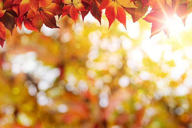 秋の背景 - leaves changing ストックフォトと画像