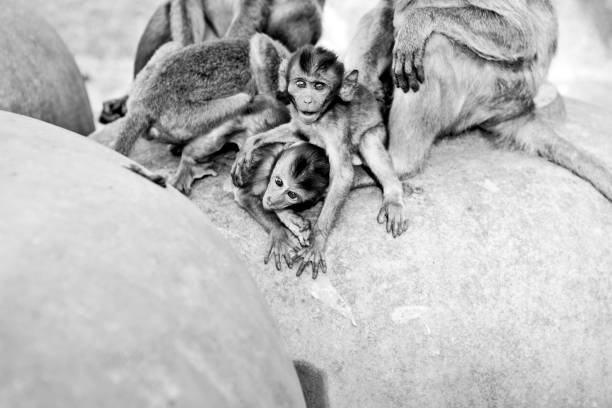 istock little monkeys - black and white 475259542