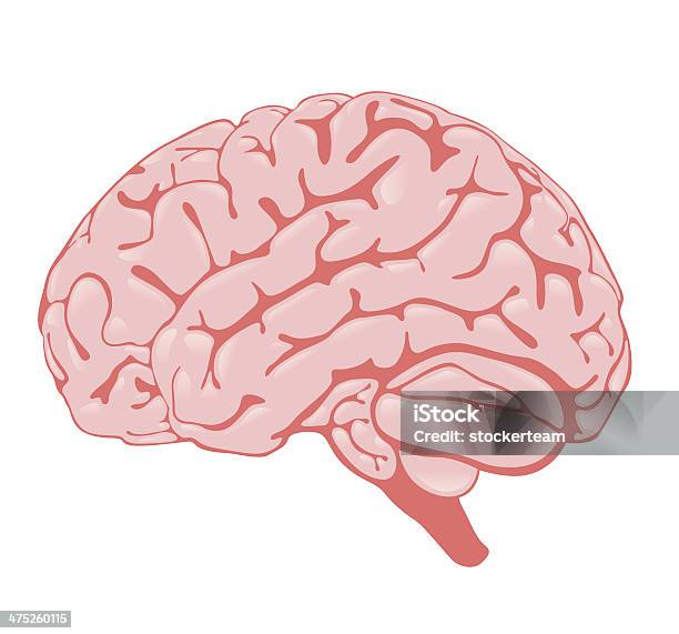 Pink Brain The Side View Stock Illustration - Download Image Now - Anatomy, Biology, Cerebellum