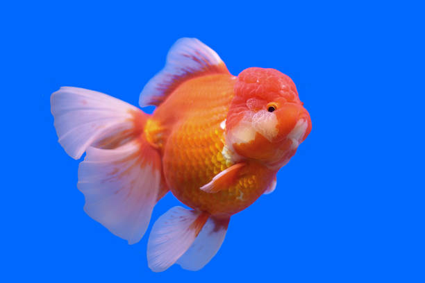 istock beautiful ranchu or lion head goldfish 475263954
