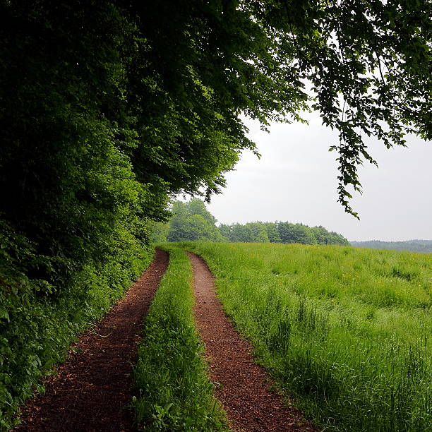 Along the forest edge A small bending field cart road along a bushy forest edge, with overhanging branches, and high grown hay meadows, towards a misty sky. Picture taken on a cloudy day in May, near Fentbach, Bavaria. kultivieren stock pictures, royalty-free photos & images