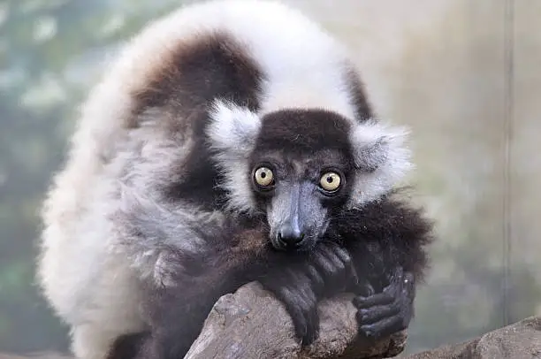 Ruffed-lemur crouching on rock, largest lemur