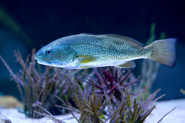 Croaker Fish Croaker fish swimming grunt fish photos stock pictures, royalty-free photos & images
