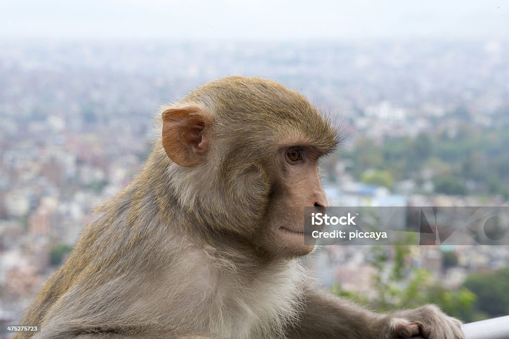 Scimmia nel Tempio di Swayambhunath in Nepal - Foto stock royalty-free di Animale