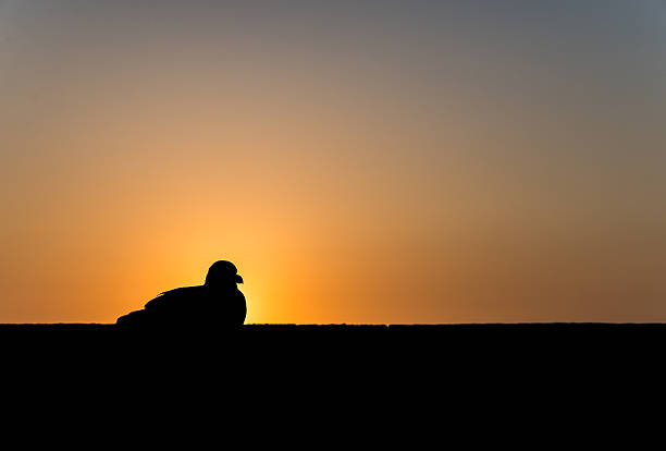 istock One seagull sits on the wall during sunset 475277354