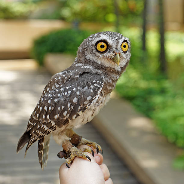 istock spotted owlet or athene brama bird 475277458
