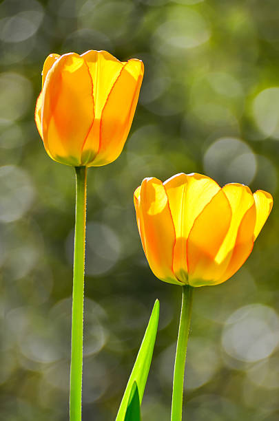 istock Yellow tulips in garden 475277494