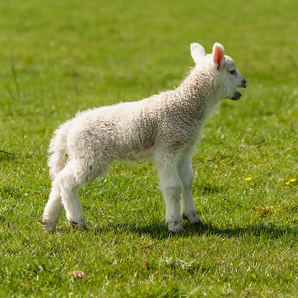 istock newborn lamb bleating on meadow 475279842