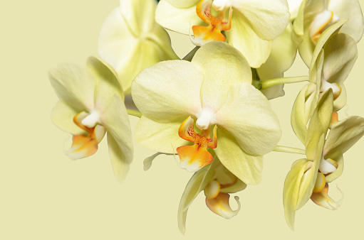 Yellow orchid flowers on a yellow background