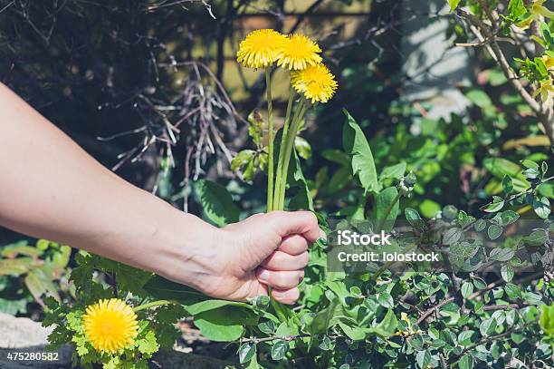 Photo libre de droit de La Main En Tirant Mauvaises Herbes banque d'images et plus d'images libres de droit de Désherber - Désherber, Jardin de la maison, Plante sauvage