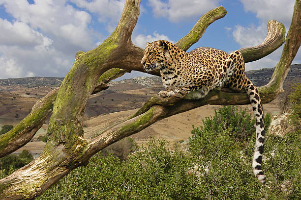 leopard in tree - leopard jaguar animal speed stock-fotos und bilder