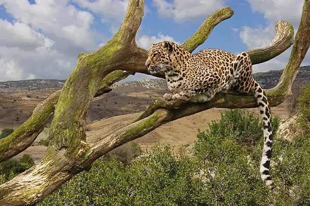 Photo of Leopard in tree