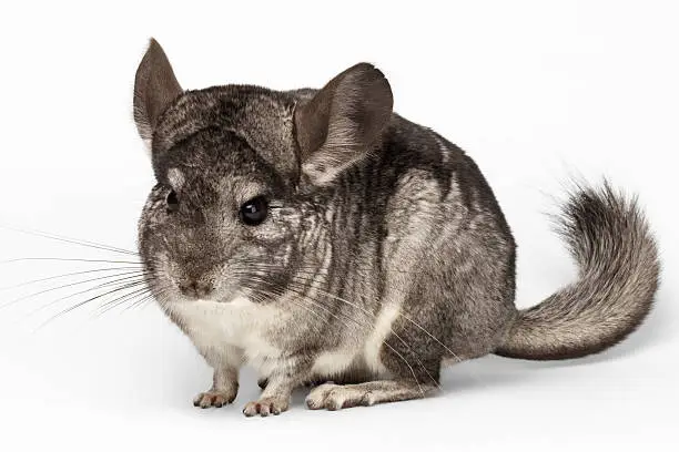 Photo of Closeup Chinchilla in Front View on white