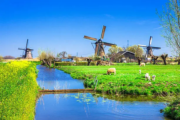Traditional Windmills in Kinderdijk,Netherlands.
