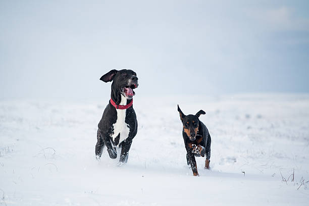 hunde laufen im winter landschaft im schnee - snow dog walking running stock-fotos und bilder