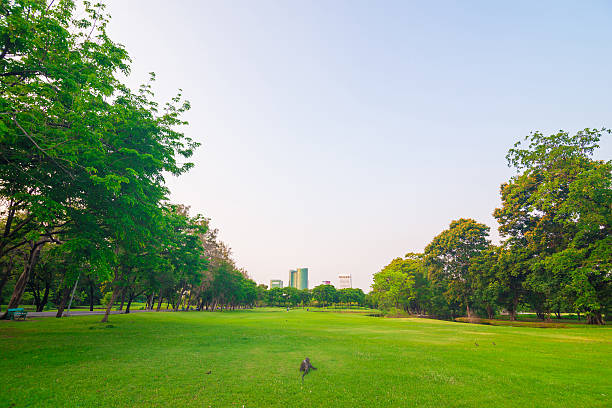 istock Green lawn in city park 475285336