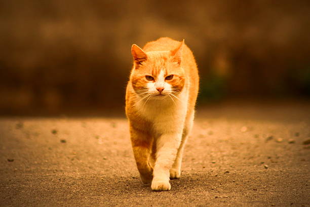 This adorable orange colored cat, iluminated in the center of image seems so calm down that is a realy relaxing also for observer. Maybe it would be sometimes rally interesting reading mind of all those animal creatures... Anyway, photography was captured with Canon EOS 700D which higlight him more from blur background.