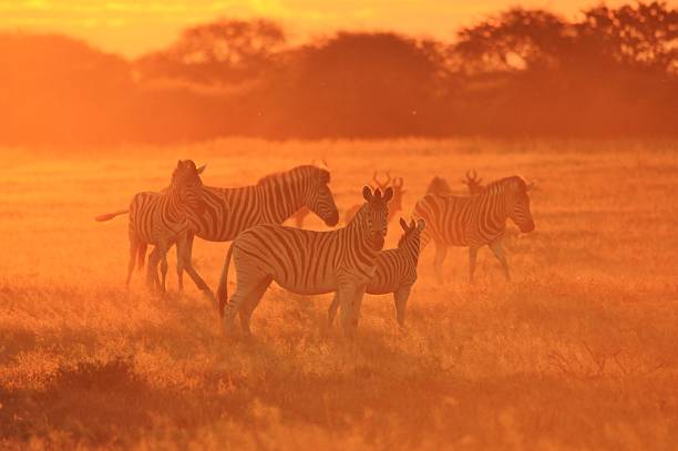 istock Zebra Silhouette - Harmony of African Wildlife Background 475289462