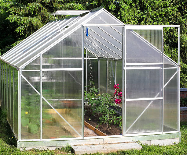 istock Greenhouse with tomato plants 475289748