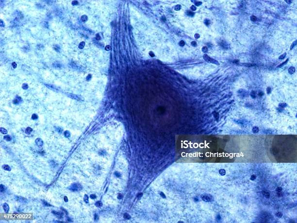 Neurona Motor Foto de stock y más banco de imágenes de Microscopio - Microscopio, Célula nerviosa, Histología
