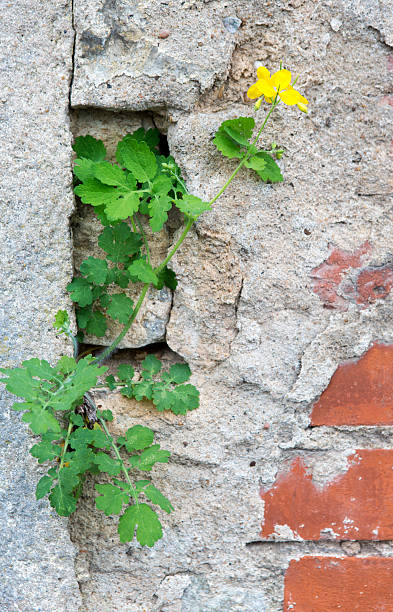 istock yellow flower on a stone wall 475290688