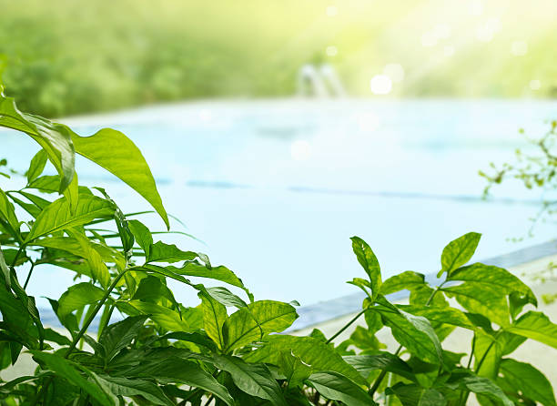 plant and tree tropical around swimming pool in sunshine, soft focus and blur