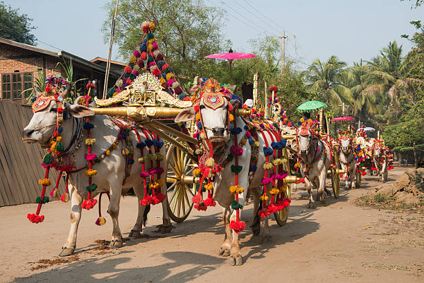 istock Decorated Oxcarts at Buddhist Novitiation Ceremony In Myanmar 475291454