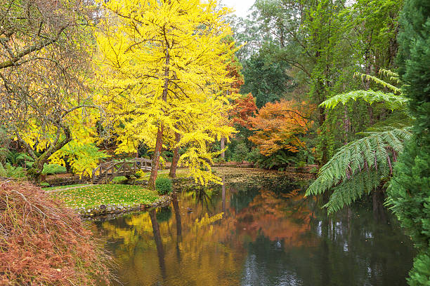 istock Beautiful pond with golden trees reflections in calm waters 475292576