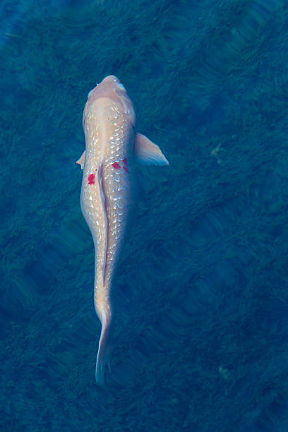 istock White koi fish in the pond 475292626