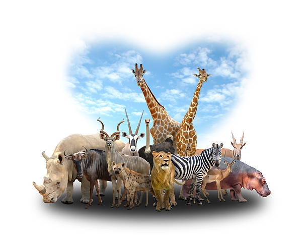 istock group of africa animals 475292788