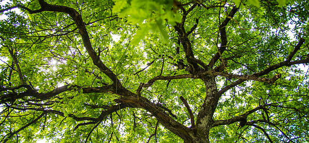 istock New foliage of oak in spring 475292850