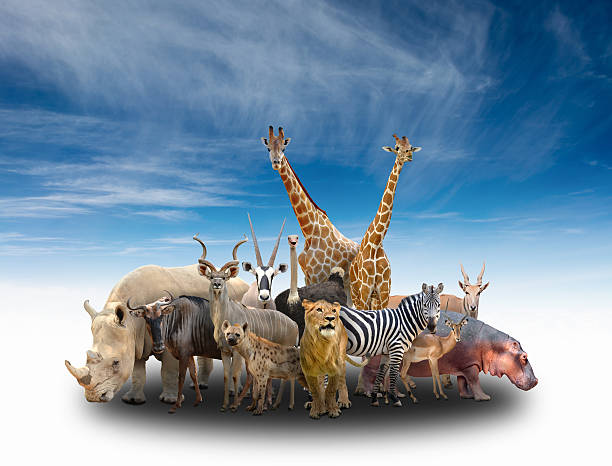 istock group of africa animals 475293076