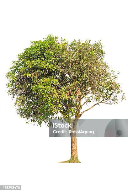 Tree Stock Photo - Download Image Now - 2015, Cut Out, Design Element