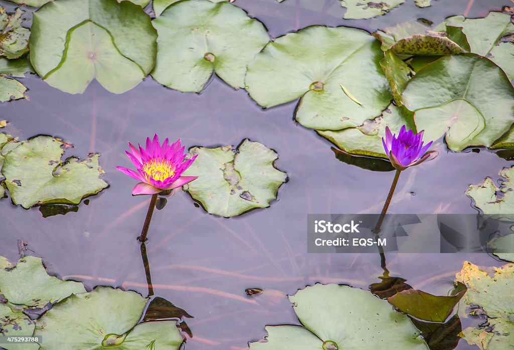 water lily lotus flower on garden 2015 Stock Photo