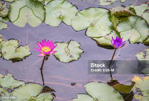 Water Lily Lotus Flower On Garden Stock Photo - Download Image Now - 2015, Asia, Botany