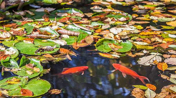 istock Two golden fish facing each other in a pond 475293902