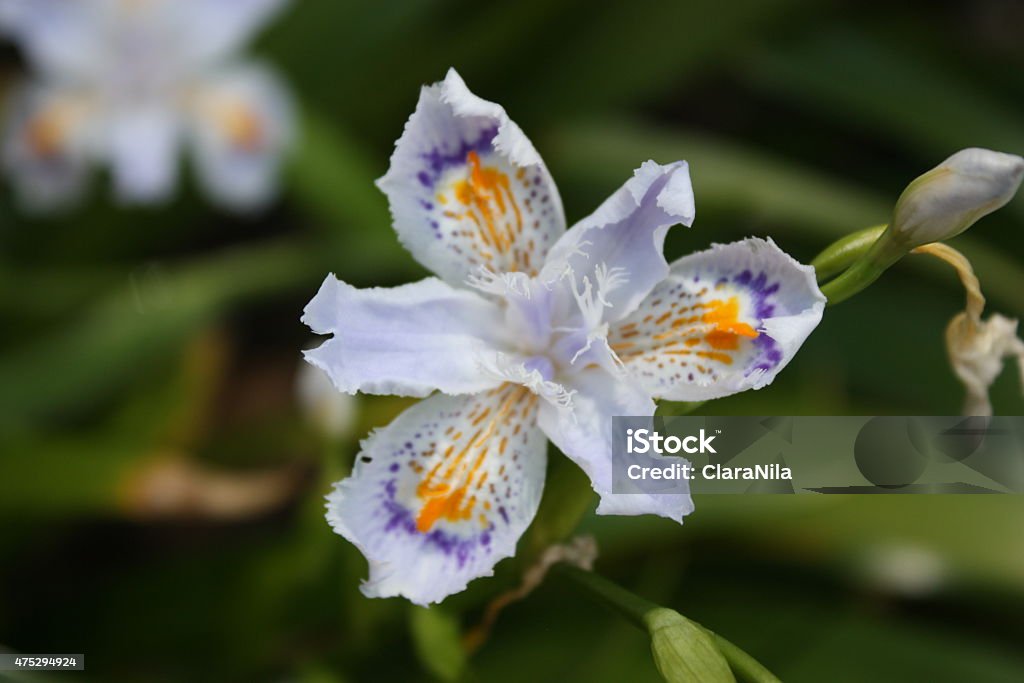 Iris white Chinese Bamboo Iris Beautiful Chinese Bamboo Iris in garden spring 2015 Stock Photo