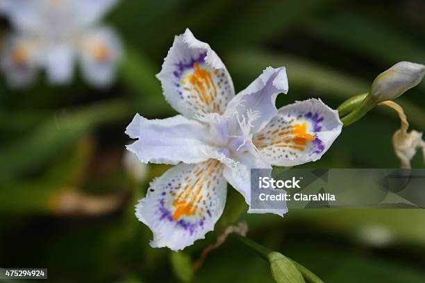 Iris White Chinese Bamboo Iris Stock Photo - Download Image Now - 2015, Blossom, Botany