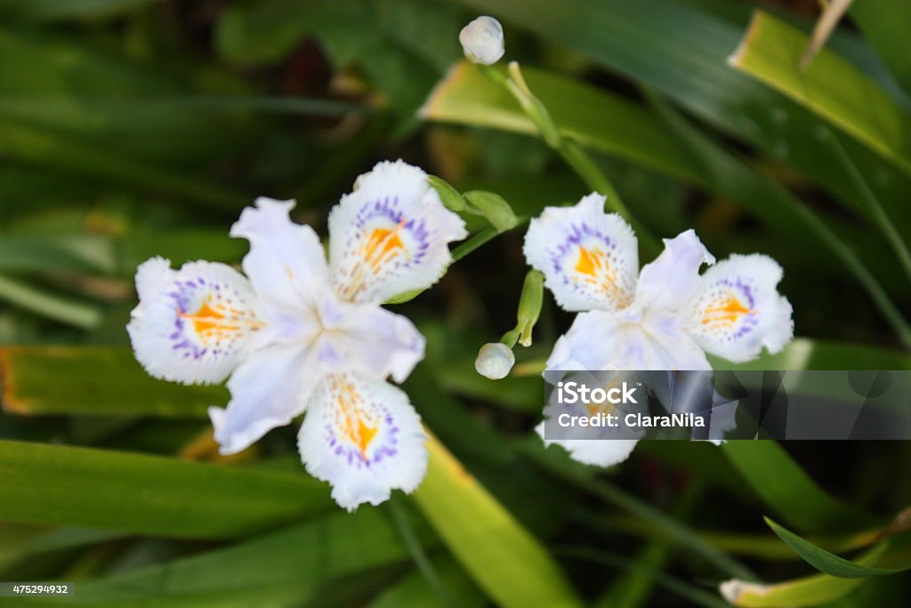 Iris white Chinese Bamboo Iris Beautiful Chinese Bamboo Iris in garden spring 2015 Stock Photo