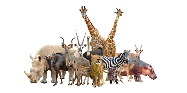 istock group of africa animals 475297444