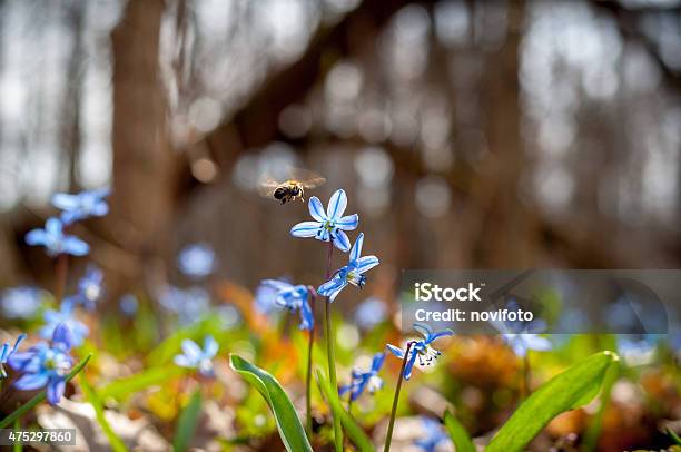 Bee On A Flower Stock Photo - Download Image Now - 2015, Backgrounds, Beauty