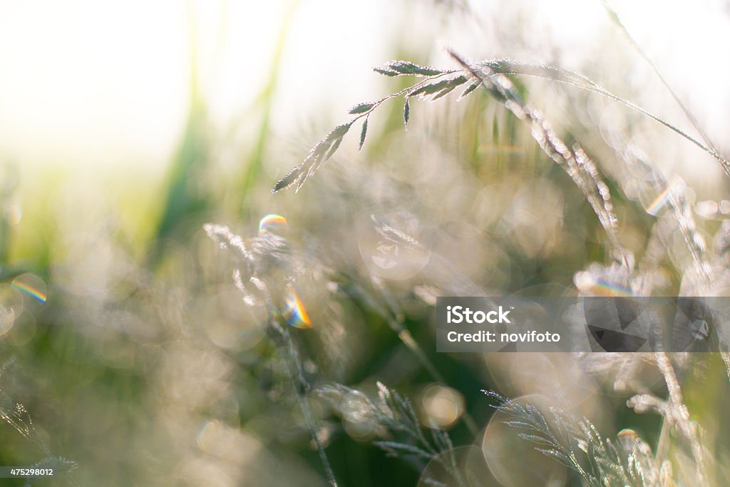 dew on grass early morning. spikelets of grass with dew 2015 Stock Photo